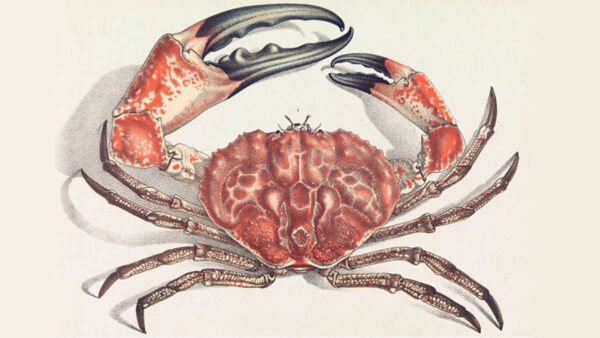 picture of a red crab with one claw larger than the other