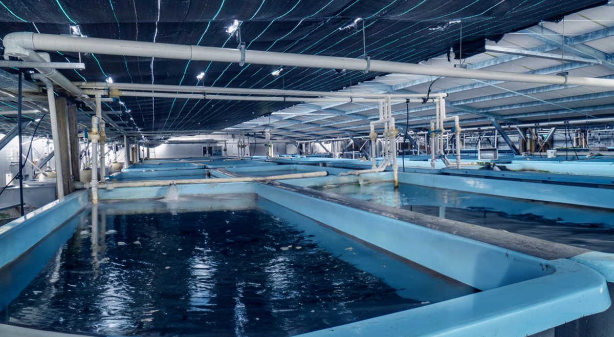 Aussie startup develops sustainable land based aquaculture