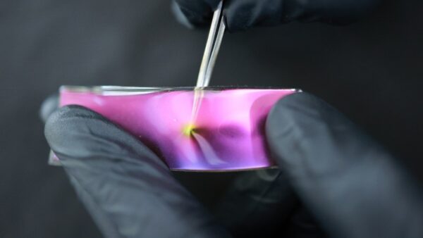 Photograph of a strip of pink material held by gloved hands. Where the tip of a tweezer is being indented, the colour changes to a light green