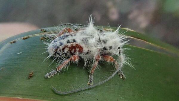 A photograph of a longhorn beetle on a leaf. The beetle is covered in long, fluffy white hairs