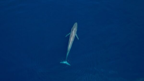 Aerial view of blue whale diving in perfect blue ocean