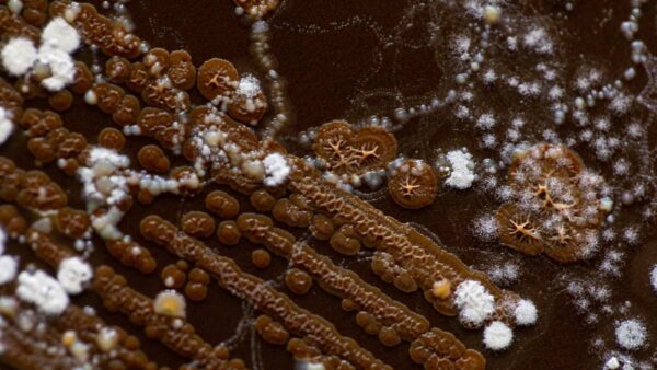 A photograph of brown bacterial colonies and white fungus growing on an agar plate.