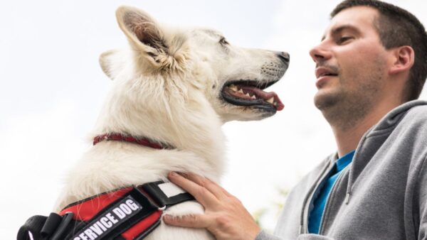 Photograph of a white dog wearing a red vest that says "service dog". The dog is putting its face close to its owner