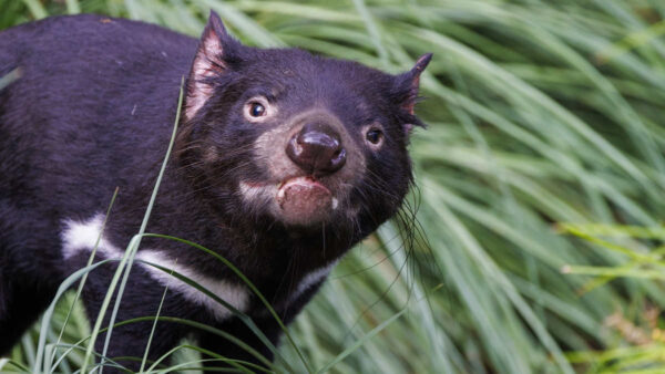 Male Tasmanian Devil