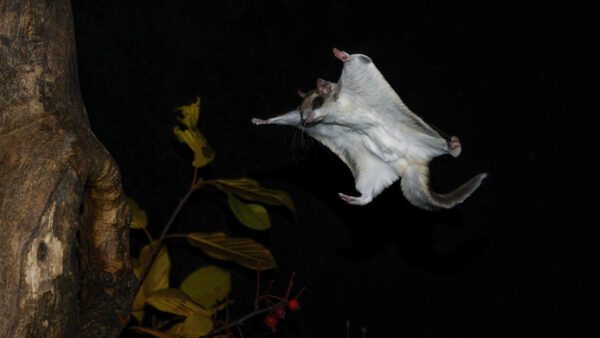 Southern Flying Squirrel gliding at night landing on tree