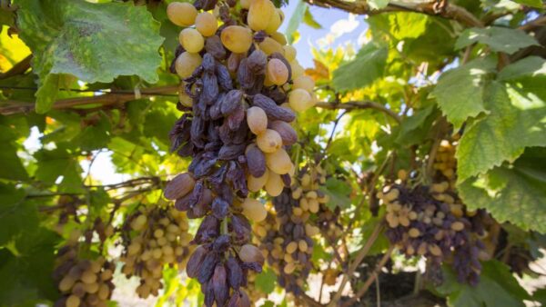 Photograph of grapes on the vine, some are shrivelled and dried up