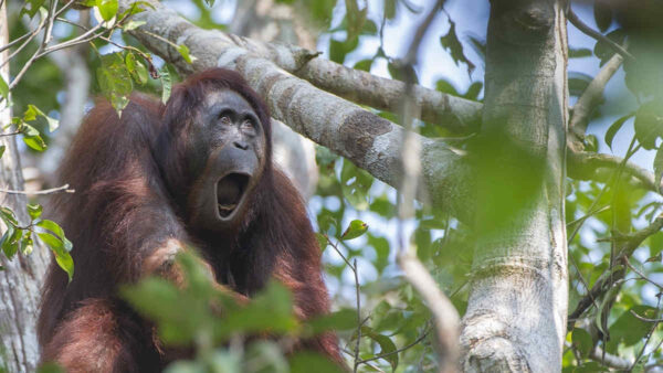 orangutan in tree calling