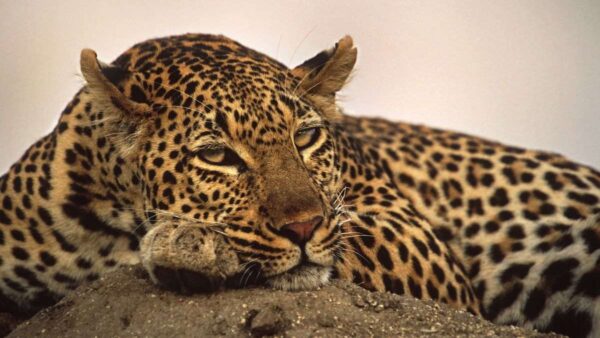 Close-up photograph of a leopard resting its head on its paw while lying on the ground