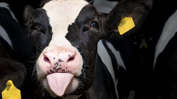 Photograph of a black and white holstein cow calf poking its tongue out.