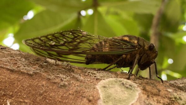 Photograph of a cicada on a branch