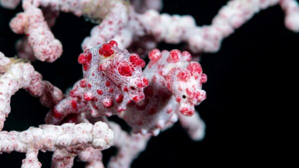 Photograph of a pair of white and pink tiny seahorses, camouflaged against coral of the same colour.