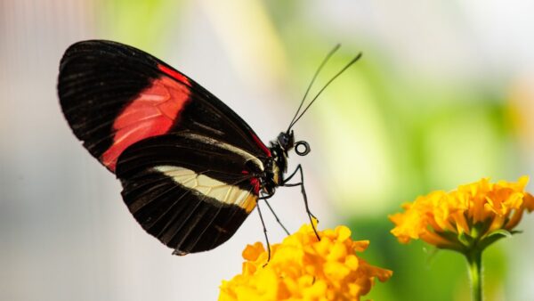 Photograph of a black butterfly with a red and white stripe on its wing, perched on a yellow flower.
