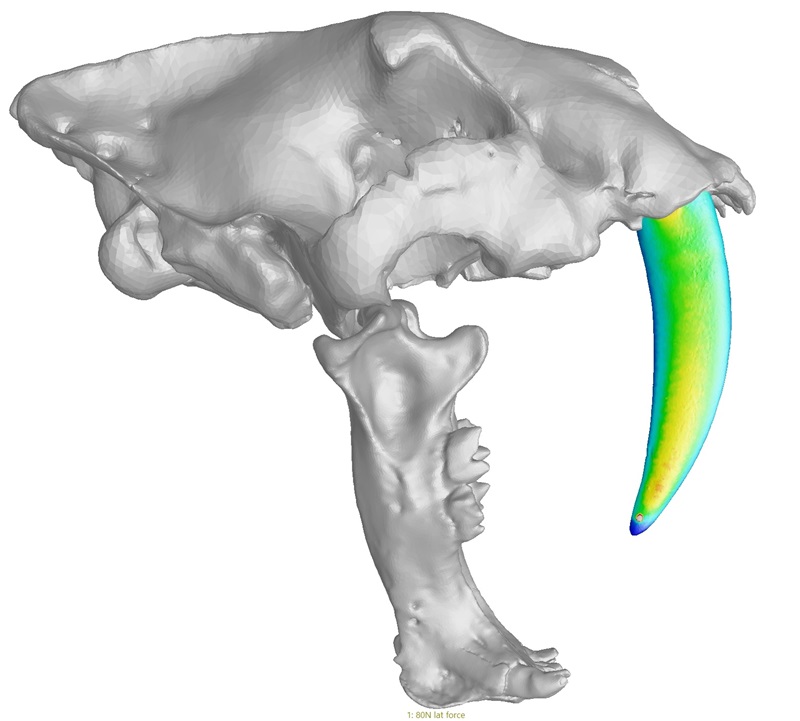 model of sabre-toothed cat skull