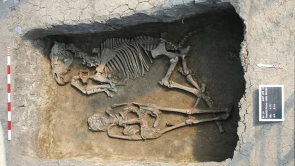 horse and human skeleton in grave