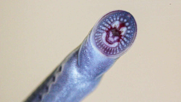 mouth of lamprey