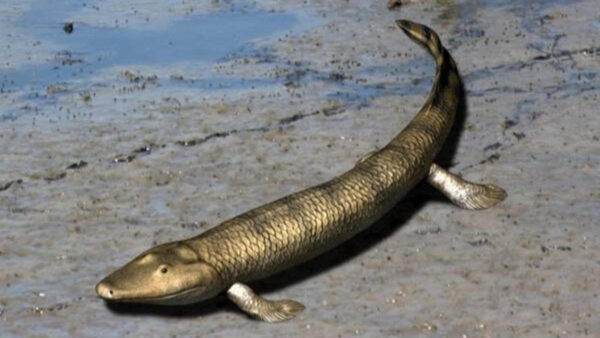 reconstruction of ancient fish on land