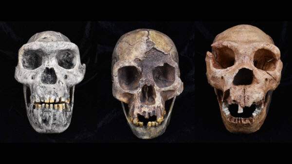 three hominin skull fossils on black background