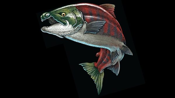 Artist’s rendering of ancient salmon on black background