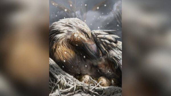 dromaeosaur, a type of feathered theropod, in the snow