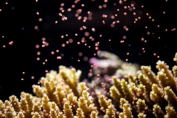 coral spawning AIMS Marie Roman