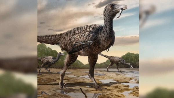 Artist's impression of a feathered raptor dinosaur