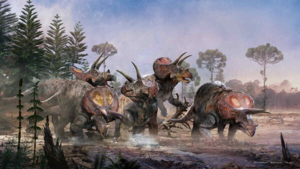 A herd of triceratops walking through a swamp