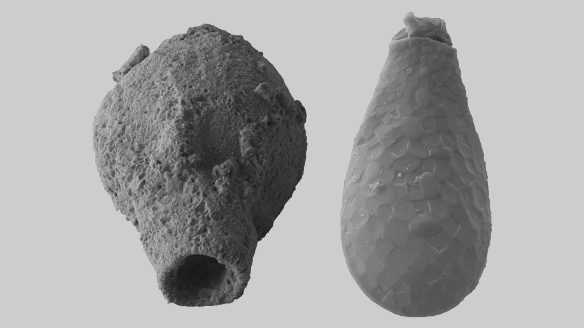 Earth’s earliest ecosystems of mutually-feeding microbes help map the evolution of life