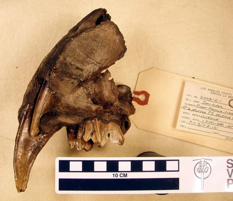 smilodon skull fossil teeth fang sabre-toothed cat