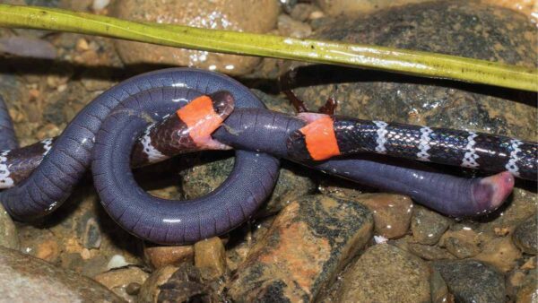 Photograph of two coral snakes, which are black with white stripes and a coral-pink head, biting a long, grey-purple wormlike amphibian like a tug-of-war