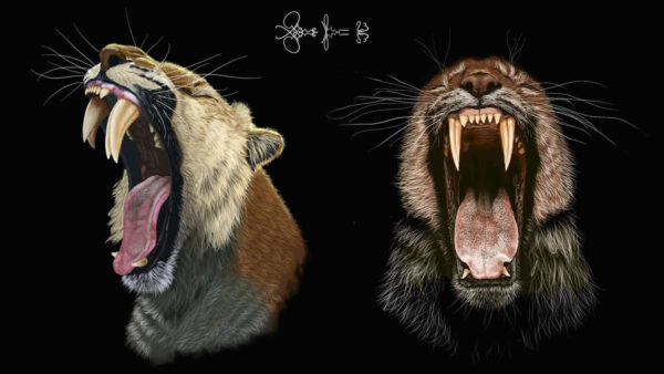 two sabre-toothed cats with open mouths on black background