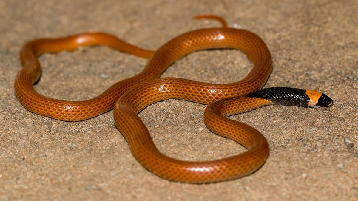 New species of Arabian desert snake discovered near ancient city