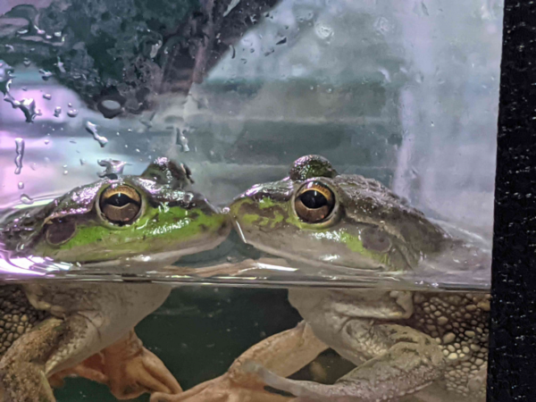 Bell frogs in captivity