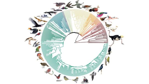 Graph of the bird tree of life with branches in different colours to signify the different groups. There are illustrations of birds surrounding it