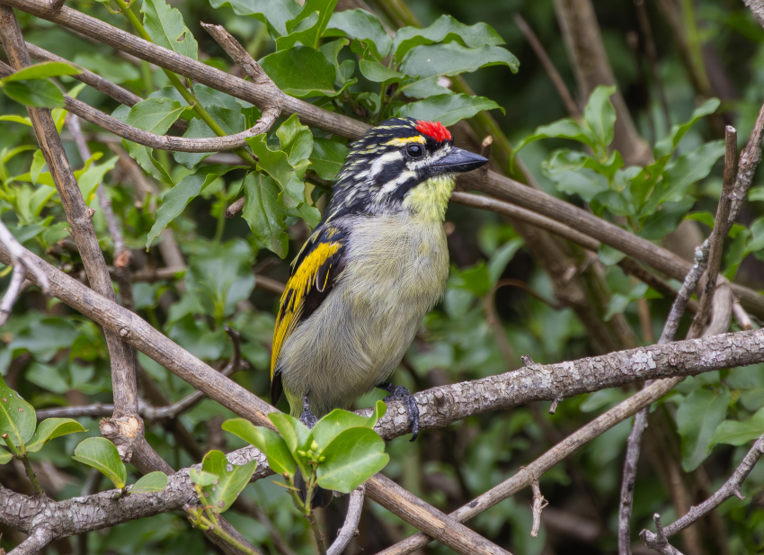 Photograph of a small light brown coloured bird sitting on a branch amongst the leaves. It has a bright red spot of feathers on the front of its head