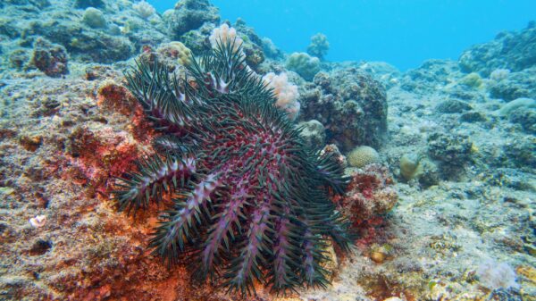 Photograph of a crown-of-thorns coral predating on a hard coral