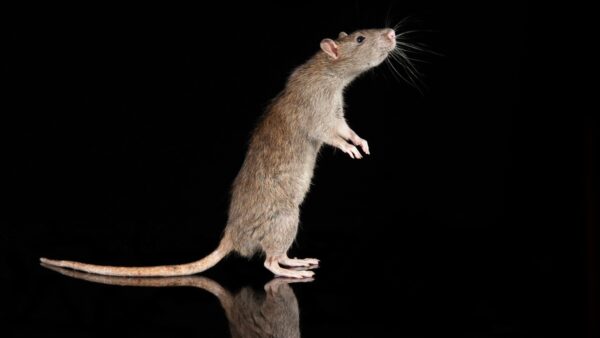 A photograph of a common rat standing on its hind legs on a black mirrored surface against a black background
