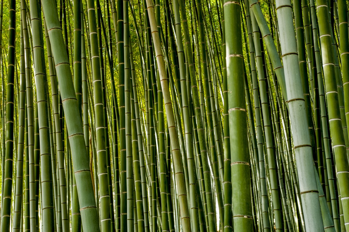 为澳大利亚初创公司在马来西亚建造生物碳工厂的竹子