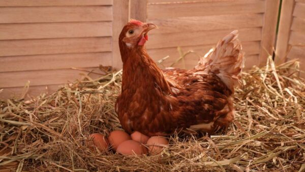 Photograph of a chicken sitting on a clutch of eggs, surrounded by hay