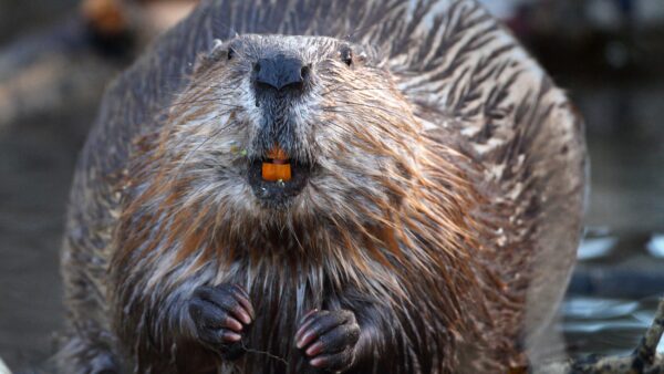 Photograph of a beaver showing off its orange teeth for the camera