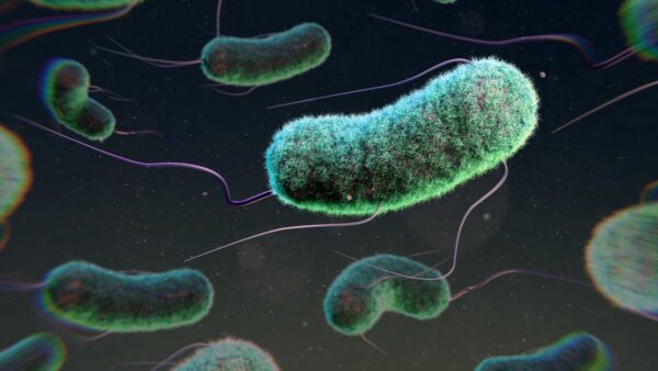 Illustration of several rod-shaped bacteria swimming around