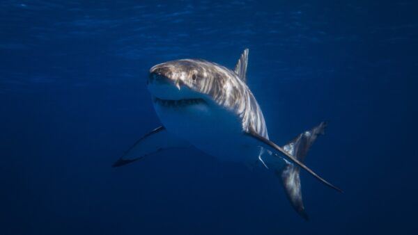 Photograph of a juvenile great white shark swimming through dark blue water