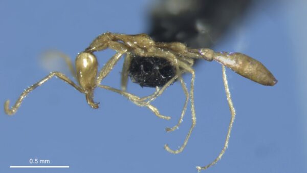 Photograph of a tiny pale and spindly ant