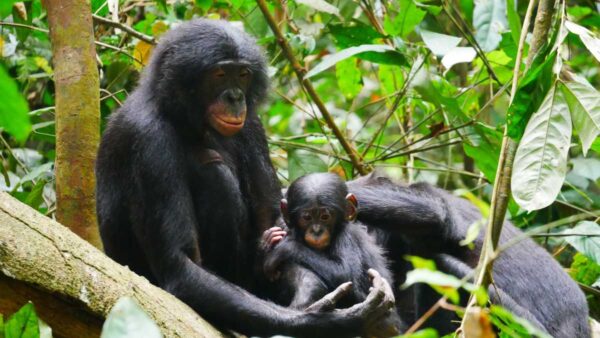 Photograph of an adult bonobo with a juvenile in the jungle