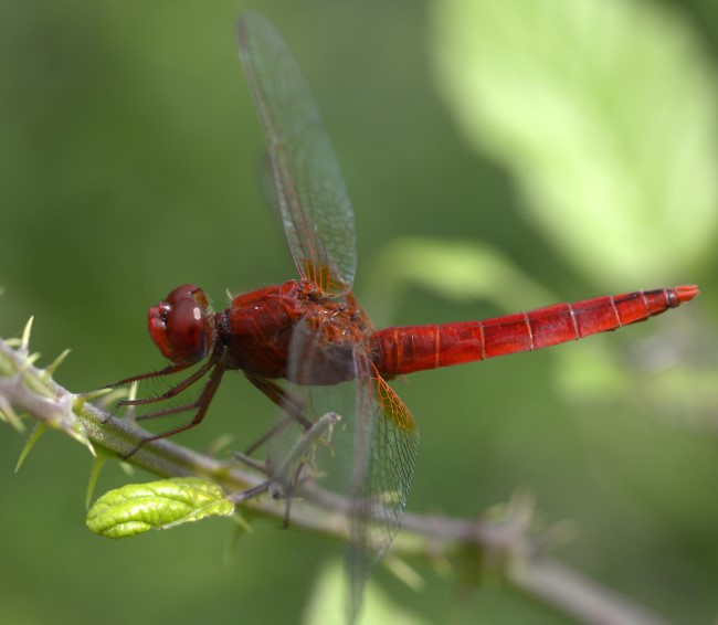 Scarlet dragonfly Libellulidae Lombardy getty