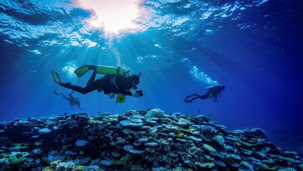 Photograph of three divers in wetsuits swimming on a coral reef