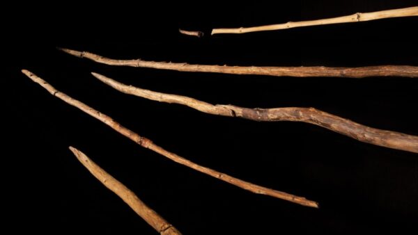 Photograph of wooden spears arranged on a black background