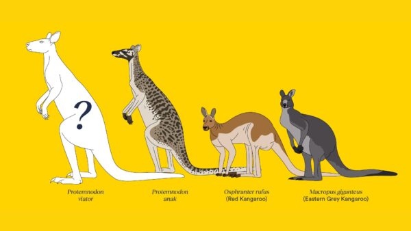 Illustration of 4 different kangaroos, 2 much larger