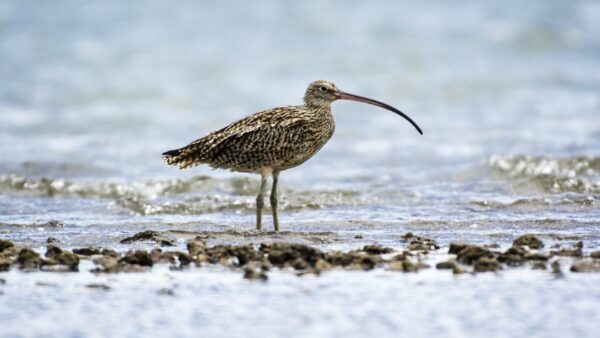 An eastern curlew,