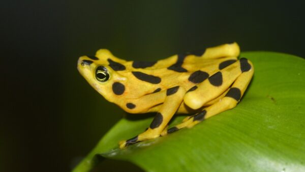 Photograph of a small yellow frog with black spots sitting on a leaf