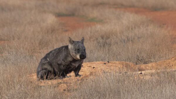 A southern hairy nosed wombat on the ground near its burrow